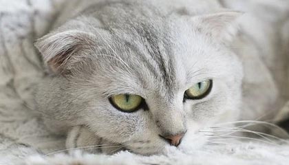 九游体育登陆-亚洲杯赛程出炉中国男篮小组对手实力强劲，亚洲杯男篮比赛时间